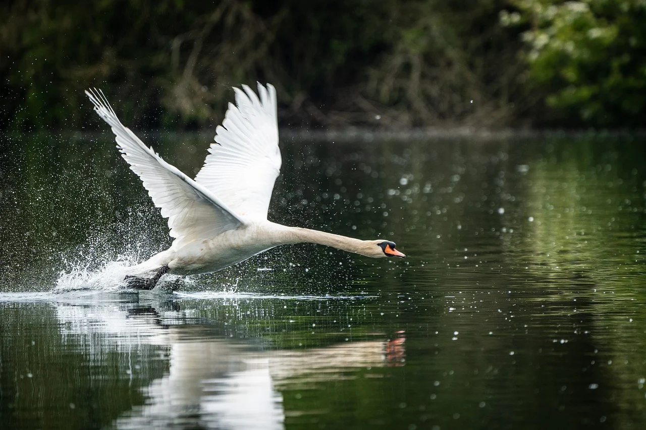 Pond and Lake Dredging: Restoring Water Bodies to Their Full Potential